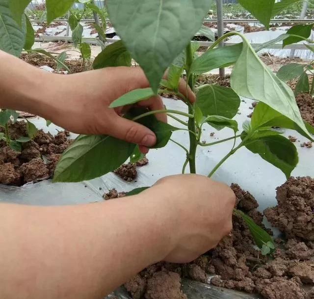 种植辣椒真的要摘心打顶吗？什么时候打顶摘心好呢？