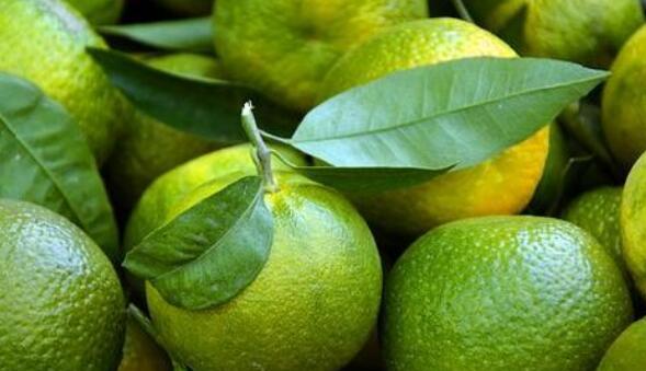 吃绿橘子的好处 绿橘子的营养价值