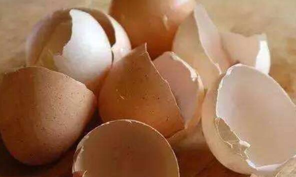 鸡蛋壳去水垢的原理 鸡蛋壳怎么样去水垢