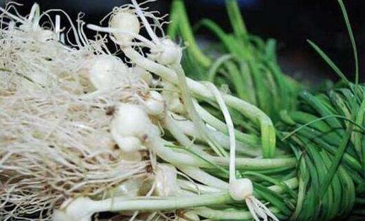 野蒜能吃吗 野蒜怎么吃功效最好是