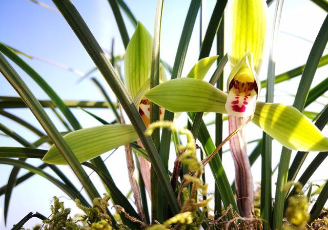 为什么野生兰花比人工培的花期长，而且更香？