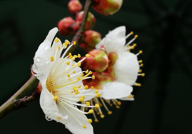 如何用手机拍出漂亮的野花照片？