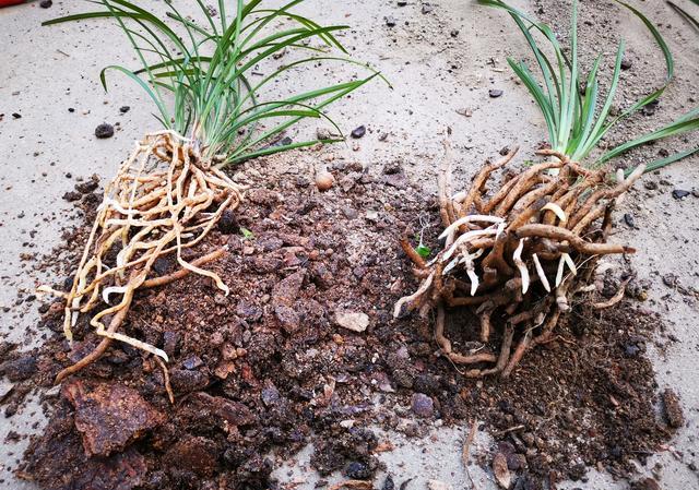 兰花茎腐后，原盆植料要经过怎样处理才能再用呢？