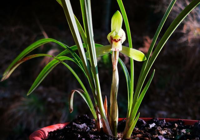 兰花茎腐后，原盆植料要经过怎样处理才能再用呢？