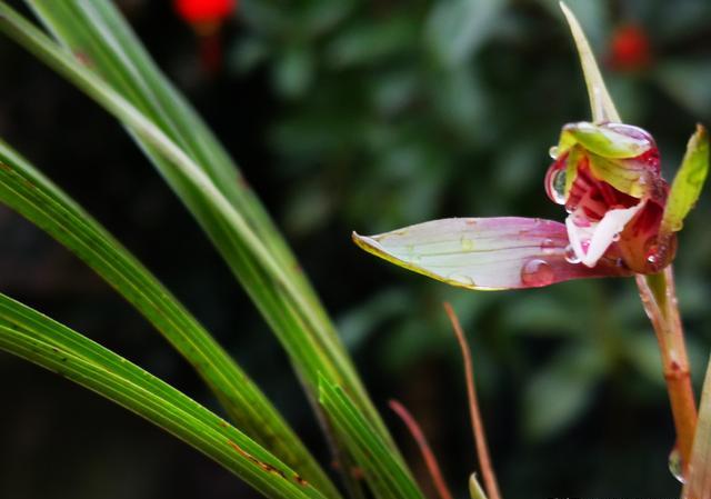 兰花茎腐后，原盆植料要经过怎样处理才能再用呢？