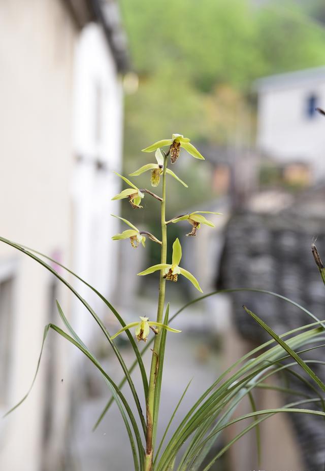 花盆里很多小飞虫，繁殖快消灭不完，什么方法能彻底消灭？