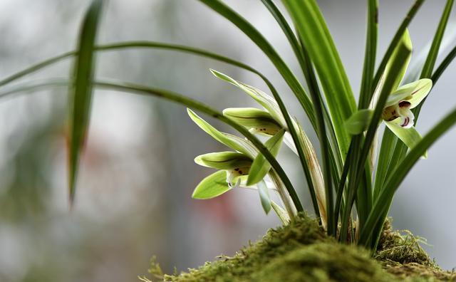 请问老师：兰花倒盆后马上又用原盆原植装回去，有没有服盆期？