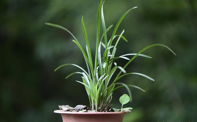 请问老师：兰花倒盆后马上又用原盆原植装回去，有没有服盆期？