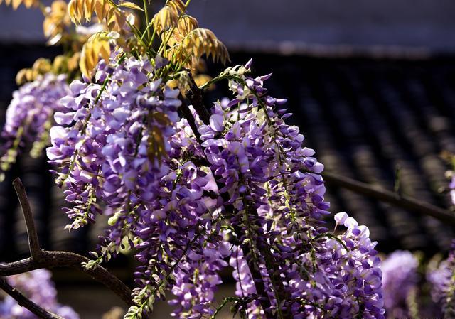 如何自己配制花土？