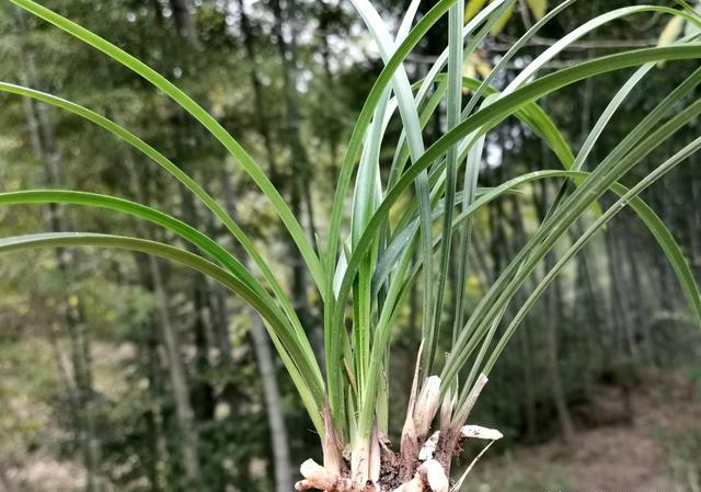 兰花植料透气 ，没有陪嫁土，怎样才能解决兰花僵苗问题？