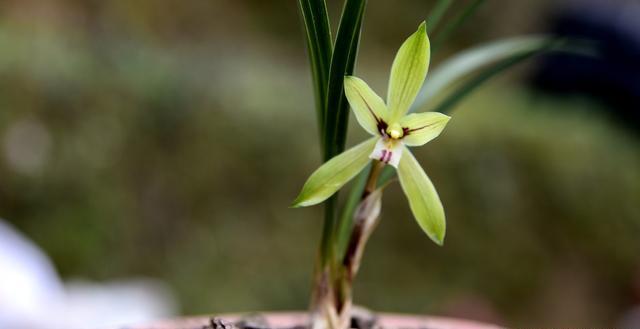 春兰在室内养殖，怎样保证开花？