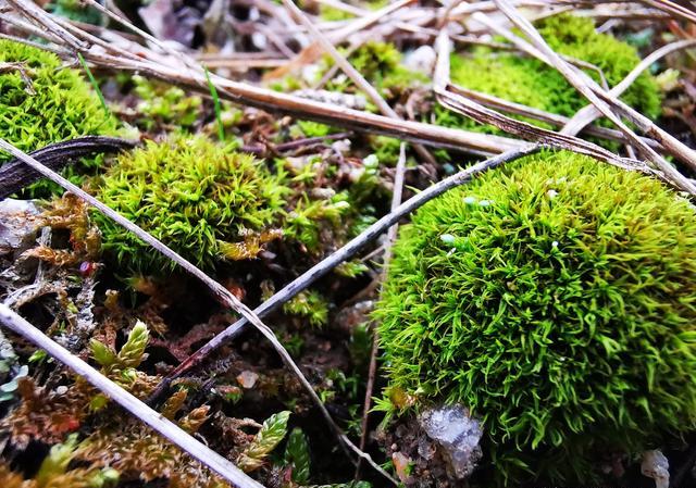 苔藓怎么养？