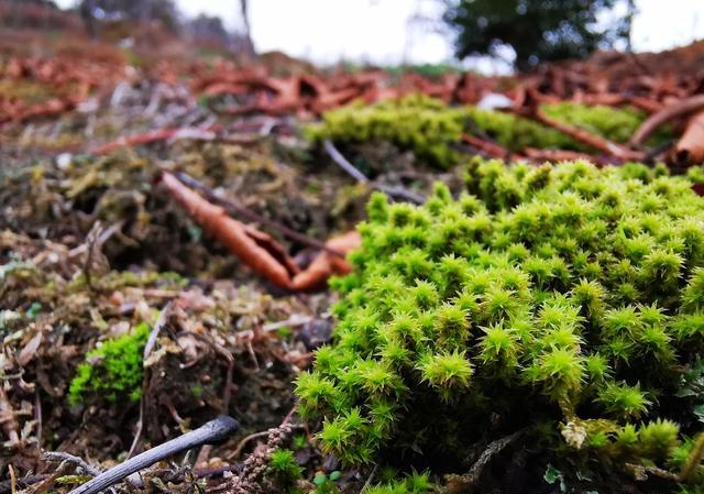 苔藓怎么养？