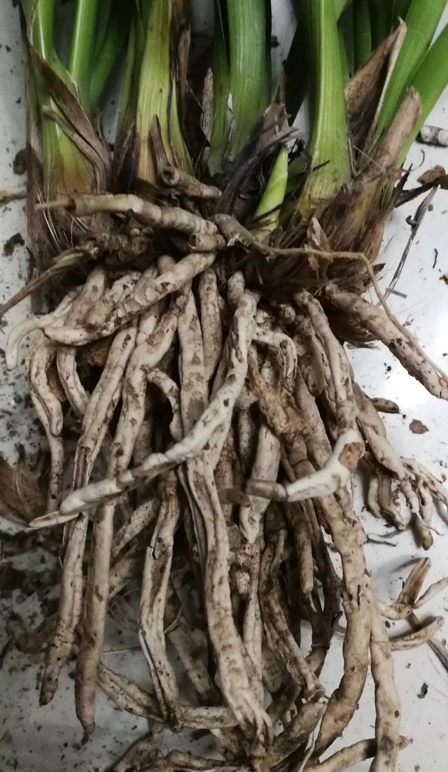 兰花根都空了，怎么处理？