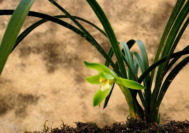 兰花什么季节开花？什么季节施肥？