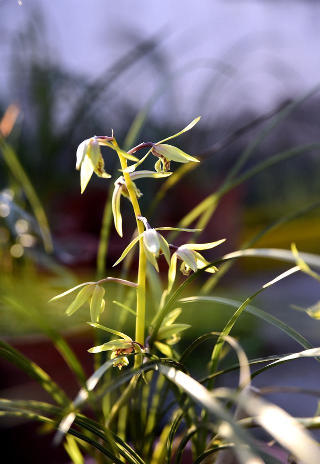 兰花什么季节开花？什么季节施肥？