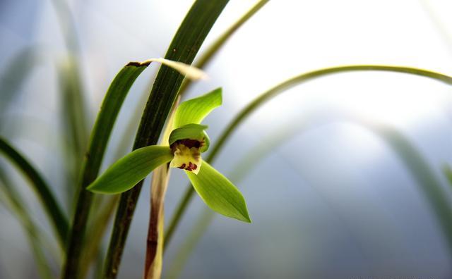 兰花什么季节开花？什么季节施肥？