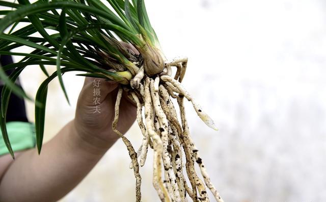 植物根系不发达缺什么肥呢？