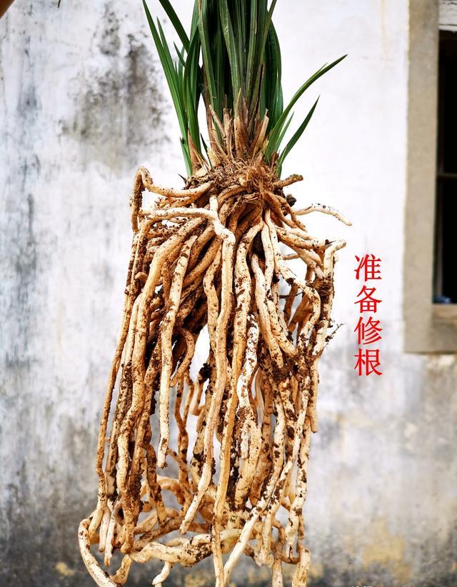 植物根系不发达缺什么肥呢？