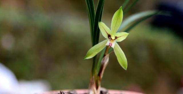 养兰先养根，该如何为兰花配制植料？