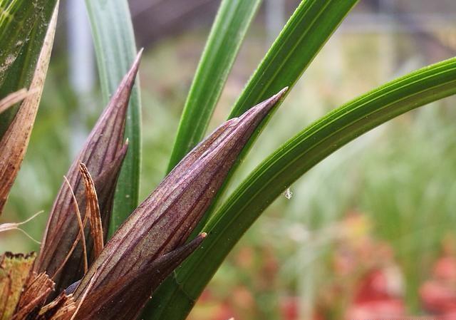 兰花植料太肥是不是不容易起花苞呢？