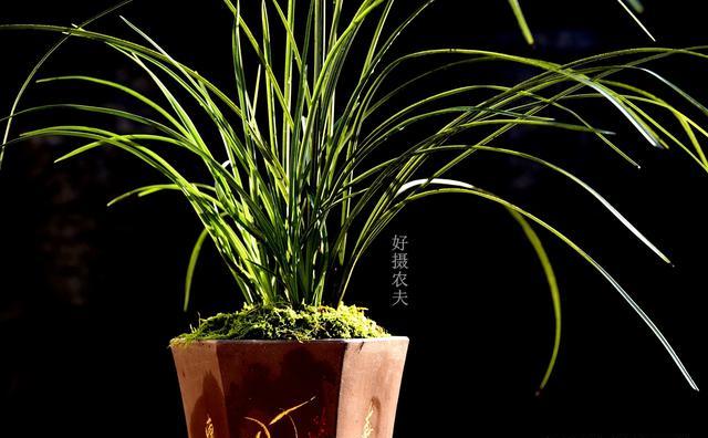 兰花种植中退草是什么意思，注意什么？