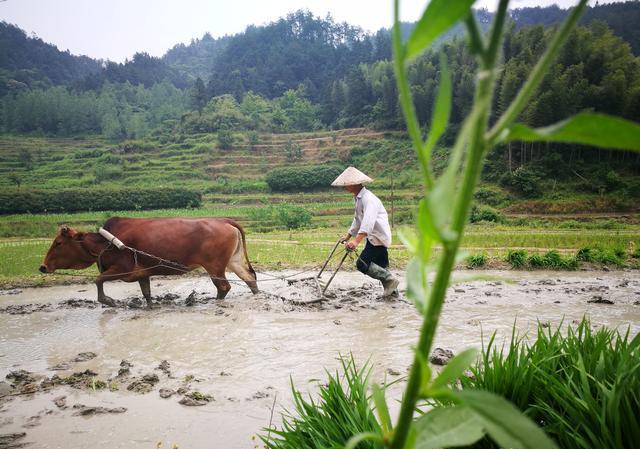 回农村去，包点地，最少十亩，无死角安装摄像头，不打药，不施肥，销量会怎么样？