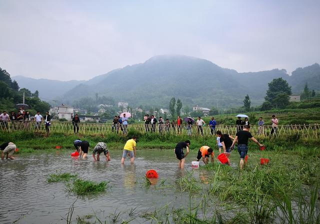 回农村去，包点地，最少十亩，无死角安装摄像头，不打药，不施肥，销量会怎么样？