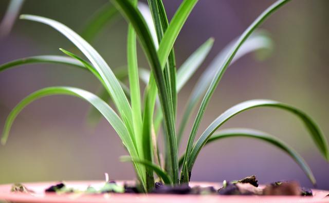 兰花根长出植料表面需要怎么处理？