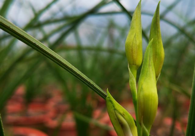 野生蕙兰为什么能成为保护植物？