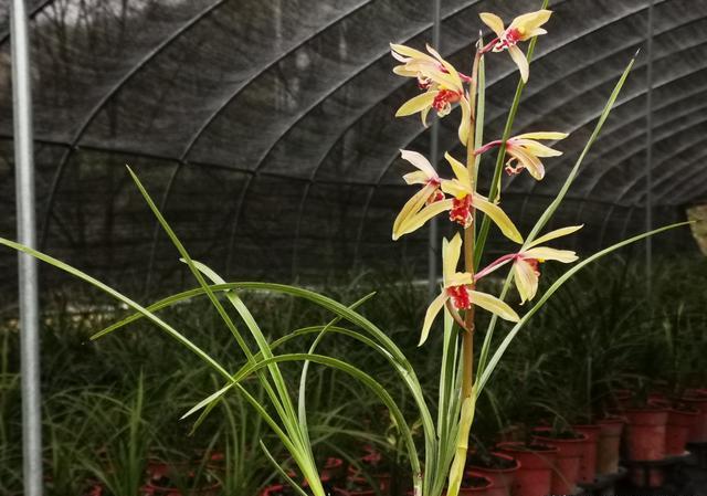 兰花光有遮阳网不怕雨淋吗？