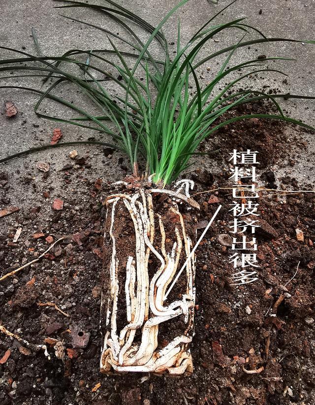 蕙兰几月种植最好？