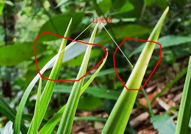 兰花叶片上的斑是虫斑还是自然形成的斑，如何鉴别？