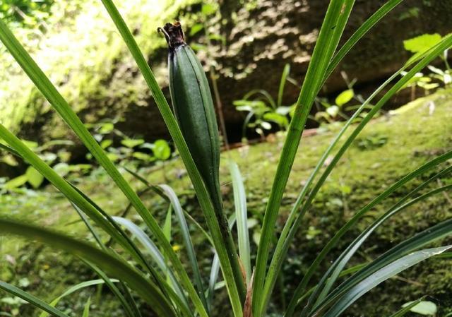 野生兰花结籽采挖下山栽盆后需要剪掉吗？