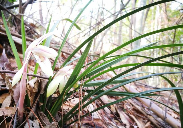 野生兰花结籽采挖下山栽盆后需要剪掉吗？