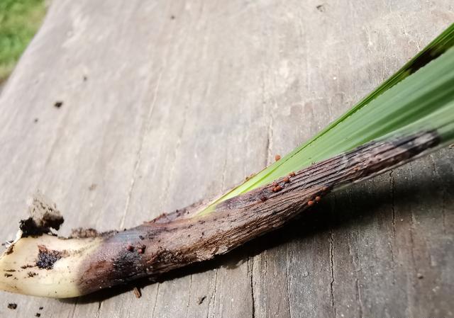 兰花腐芽是病害吗？倒盆后怎样养护？