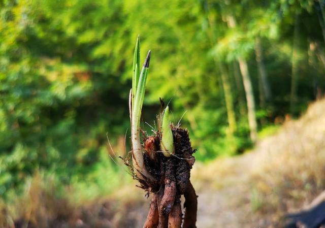 兰花腐芽是病害吗？倒盆后怎样养护？