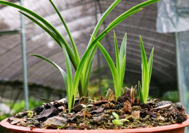 兰花腐芽是病害吗？倒盆后怎样养护？