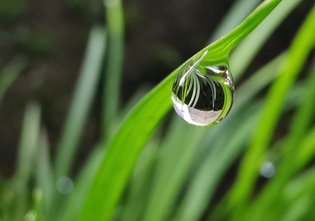 进入6月杭入梅雨季节春兰和蕙兰长新芽如何管理？