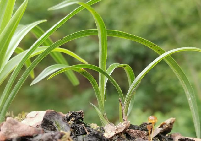 进入6月杭入梅雨季节春兰和蕙兰长新芽如何管理？