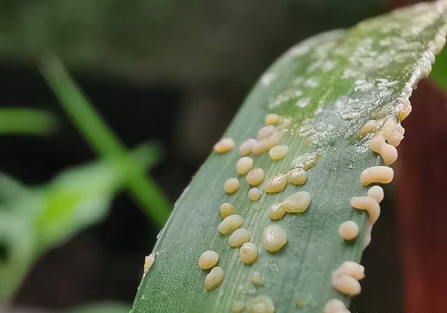 兰花叶子上长虫卵一样东西怎么办？