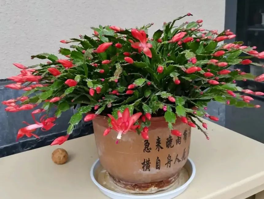 花盆不宜大的12种花