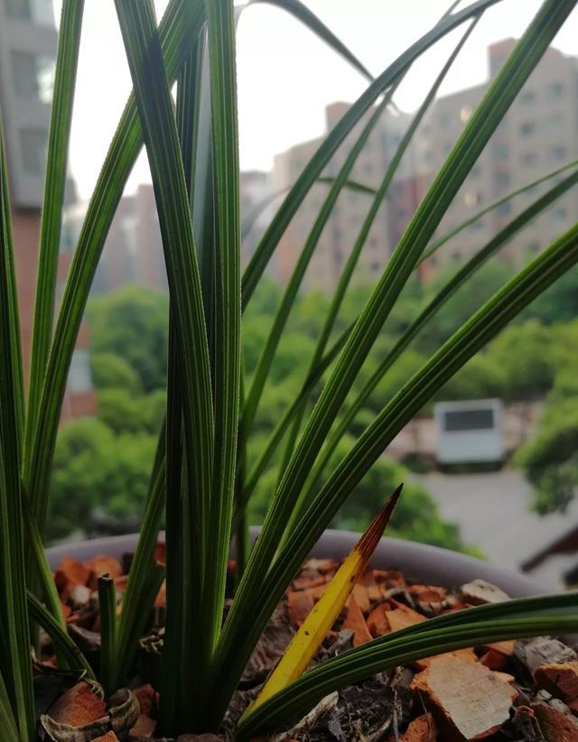 四月上盆发现黄叶，怎么处理？