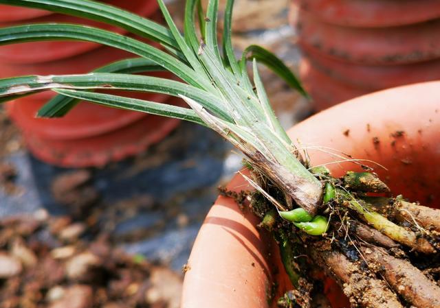 兰花芽上芽正常吗？