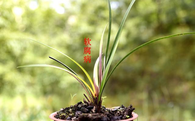 两腐通过植料传染吗？