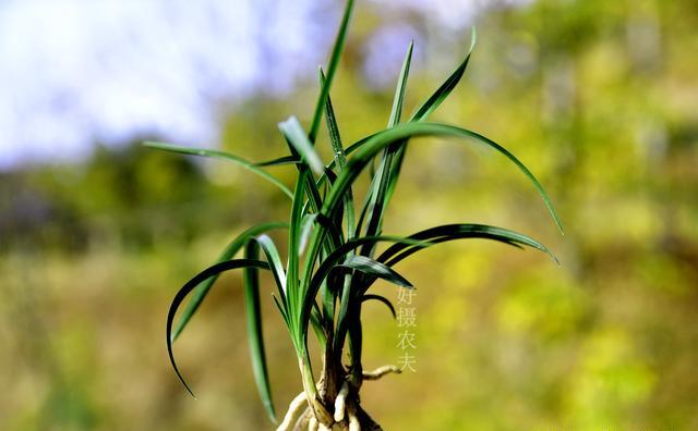 两腐通过植料传染吗？