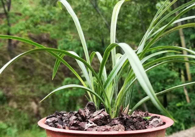 兰花急性炭疽病还要翻盆吗？