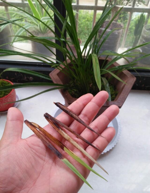 新栽的兰花烂根了要怎样养护?