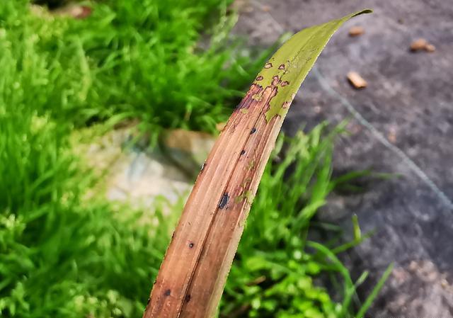 兰花急性炭疽病还要翻盆吗？