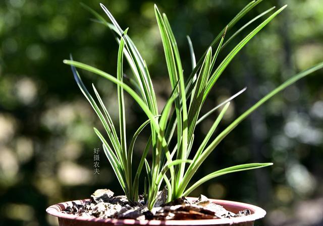 兰花急性炭疽病还要翻盆吗？